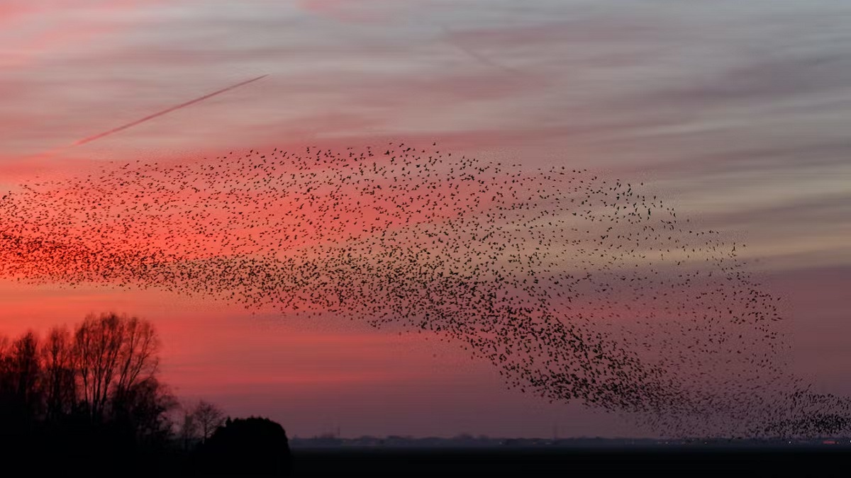 যুক্তরাজ্যের টুক্সবিউরি শহরের আকাশজুড়ে স্টার্লিং পাখির ঝাঁক