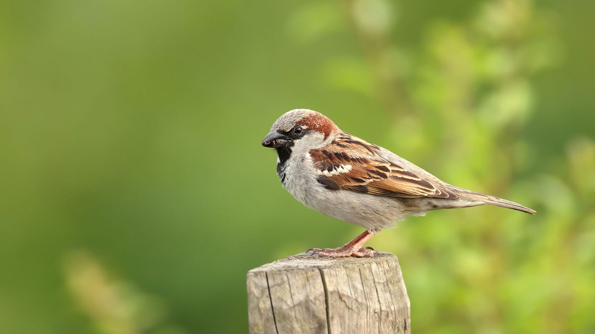 ৬০০ চড়ুইপাখি হত্যার দায়ে দুই শিকারিকে একবছরের কারাদণ্ড