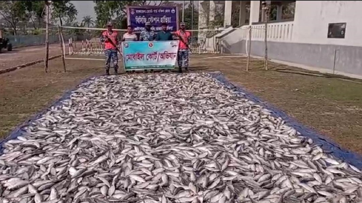 নোয়াখালীর হাতিয়ায় ১০০ মণ জাটকা জব্দ