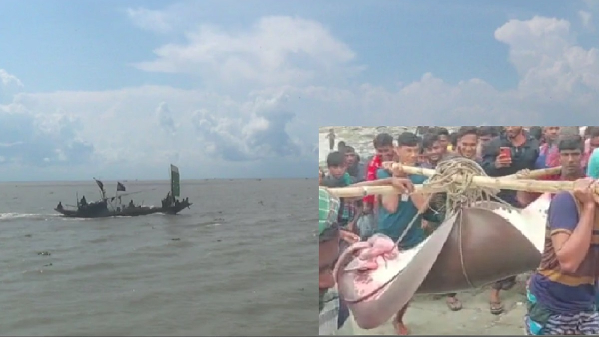 লক্ষ্মীপুরে ধরা পড়লো ১৬০ কেজি ওজনের হাউশ মাছ