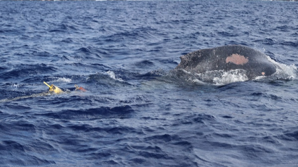 হাওয়াইয়ে সমুদ্র এলাকায় শত ফুট লম্বা হাম্পব্যাক তিমি উদ্ধার
