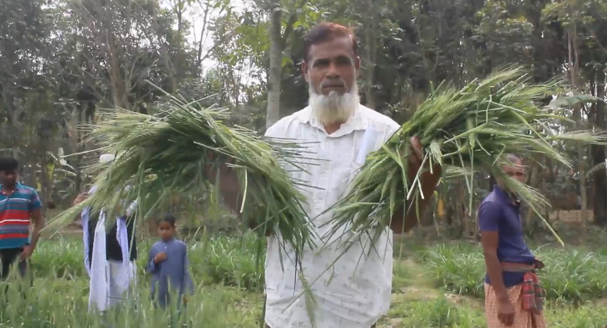 পূর্ব শত্রুতার জেরে ৭৫ শতাংশ জমির কাঁচা গমের শীষ কাটলো দুর্বৃত্তরা