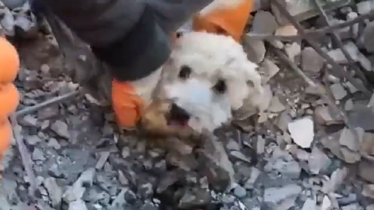 তুরস্কে ধ্বংসস্তূপের ভেতর থেকে কুকুরছানা উদ্ধার (ভিডিও)