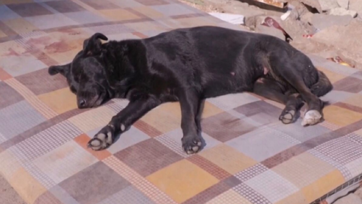 ছয়দিন ধরে ধ্বংসস্তূপে আটকে পড়া মনিবের অপেক্ষায় কুকুর