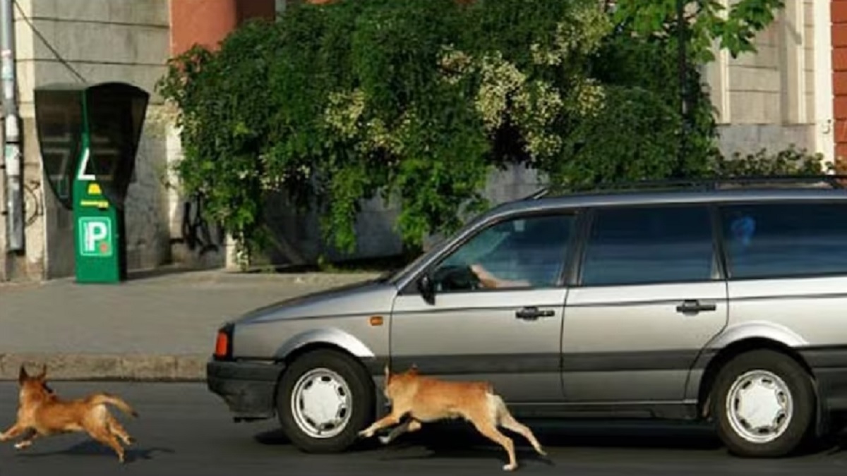 গাড়ির পিছনে কুকুর কেন তাড়া করে জানেন?