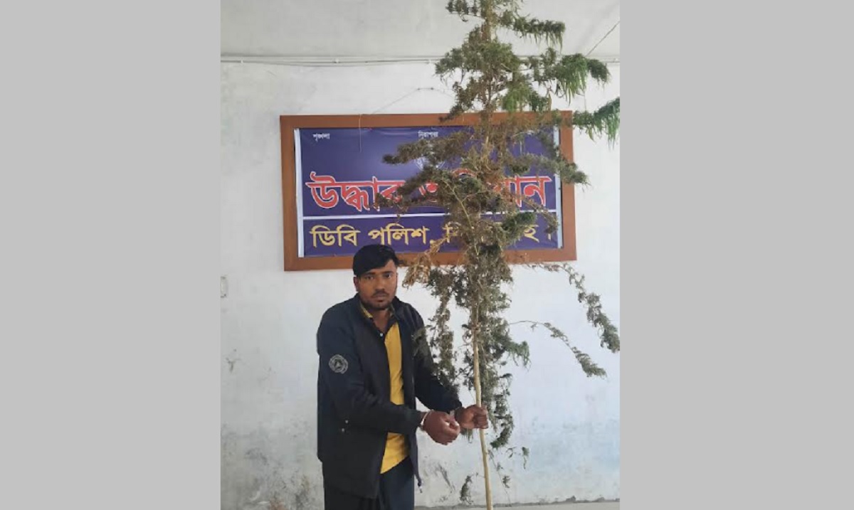 কালীগঞ্জে গাঁজা গাছসহ যুবক গ্রেফতার