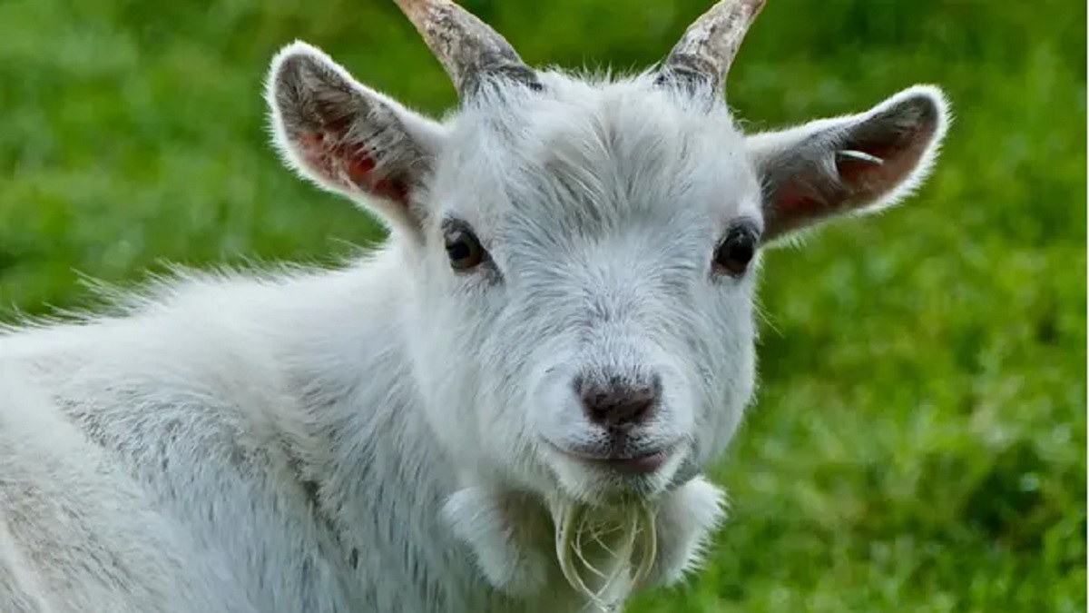 মেক্সিকোতে চিড়িয়াখানার জন্য আনা বিশেষ জাতের ছাগল খেয়ে ফেললেন কর্মকর্তারা