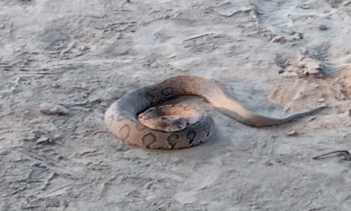 কুষ্টিয়া গড়াই নদীর চর থেকে বিষধর রাসেল ভাইপার উদ্ধার