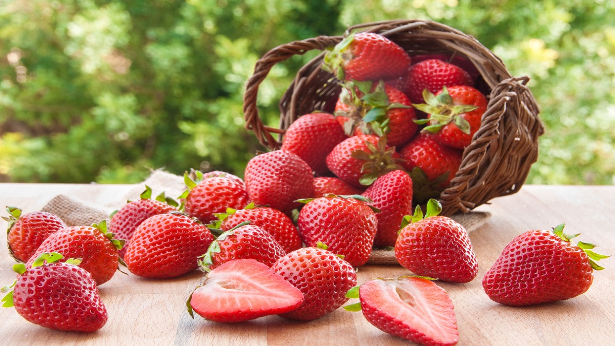 স্ট্রবেরি দিবস: জেনে নিন স্বাদে-গুণে অনন্য ফলটি সম্পর্কে