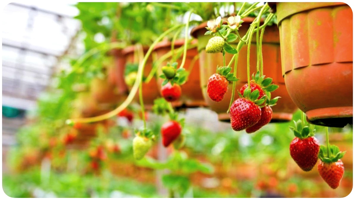 স্ট্রবেরি দিবস: বাড়ির টবে সহজেই চাষ করুন সুস্বাদু এ ফল