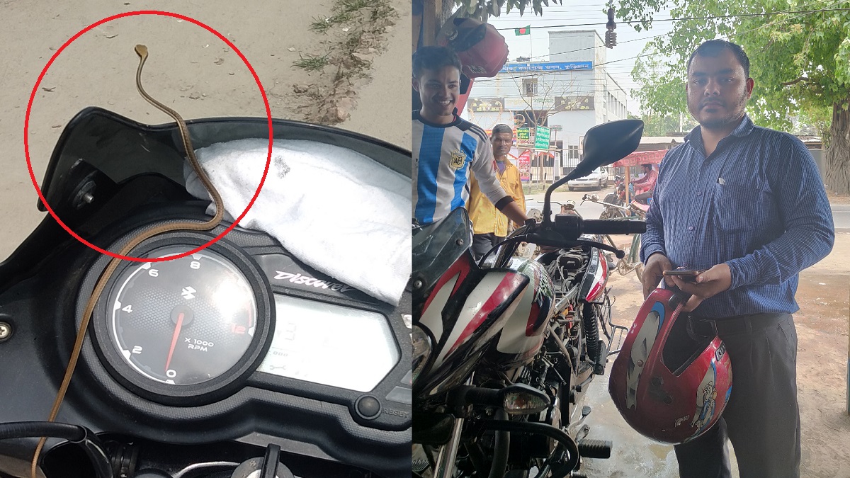 চলন্ত মোটরসাইকেলে ফণা তুলে আছে সাপ, প্রাণে বাঁচলেন দুই এনজিও কর্মী!
