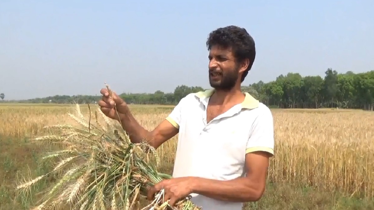 ব্লাস্ট রোগের আক্রমণে ক্ষতির মুখে রাজবাড়ীর গম চাষিরা