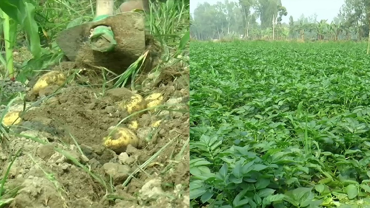 টাঙ্গাইলে একসঙ্গে আলু ও ভুট্টা চাষ; কমলো খরচ