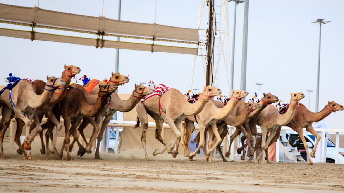 শেষ হলো উটের দৌড় প্রতিযোগিতা, পুরস্কার ২ কোটি ডলার!