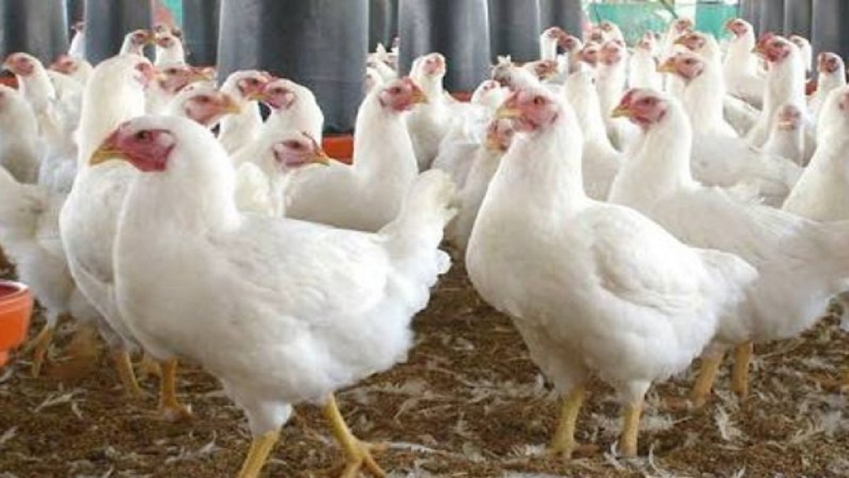 ‘ব্রয়লার মুরগির কেজি ২৫০ টাকা অযৌক্তিক’