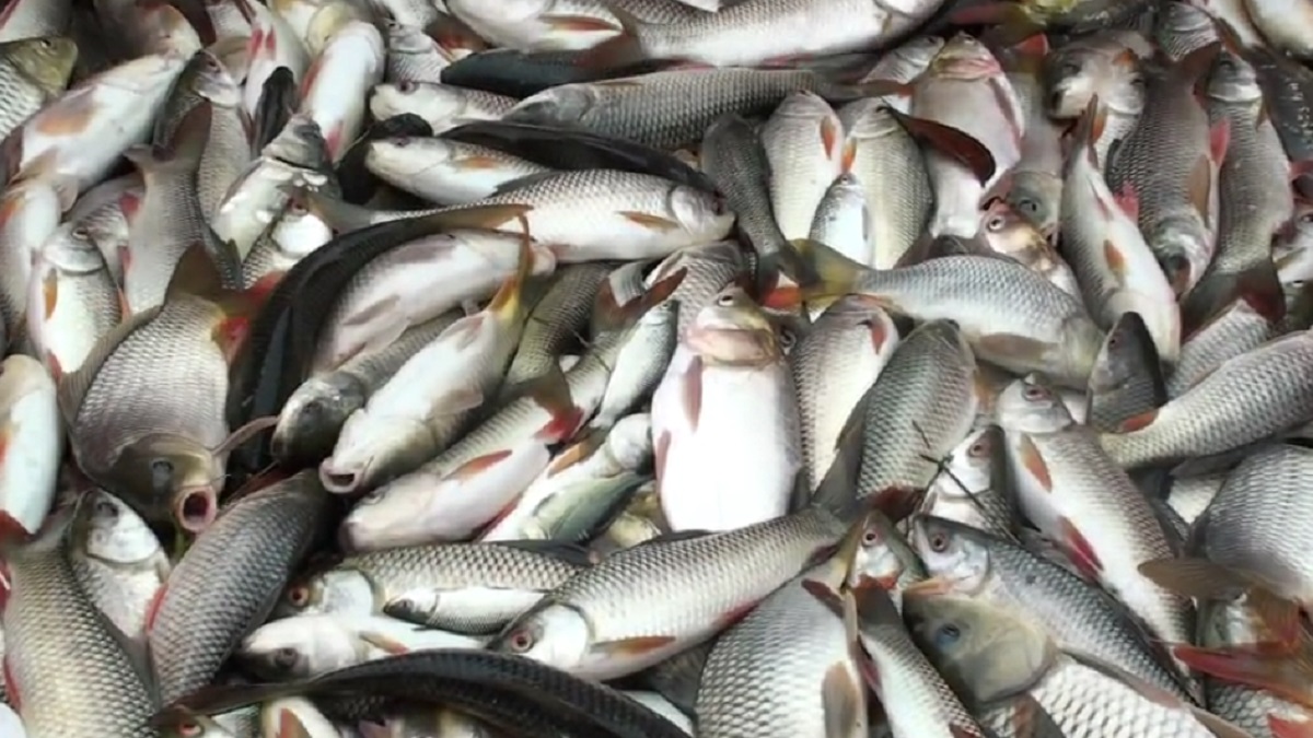 নাটোরে পুকুরে বিষ দিয়ে লক্ষাধিক টাকার মাছ নিধনের অভিযোগ