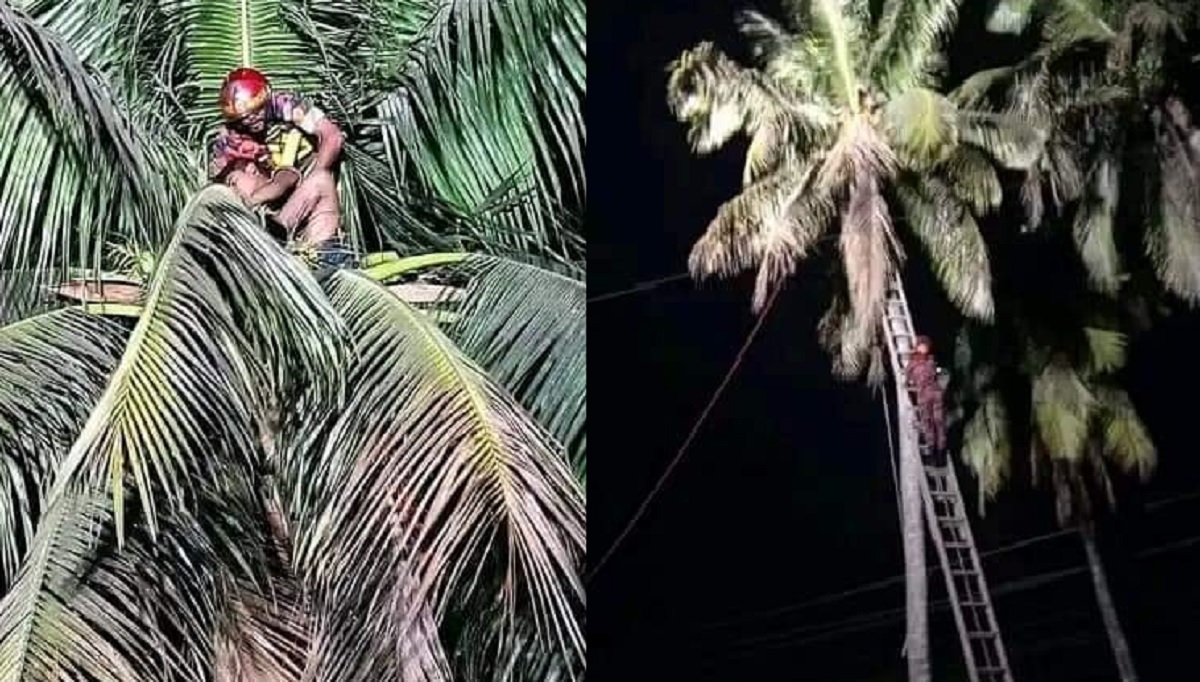 ডাব চুরি করতে গিয়ে গাছেই অজ্ঞান কিশোর, ৬ ঘণ্টা পরে উদ্ধার