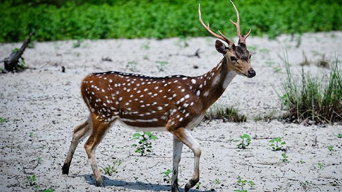 সুন্দরবনে ২০ কেজি হরিণের মাংস উদ্ধার, নৌকা জব্দ