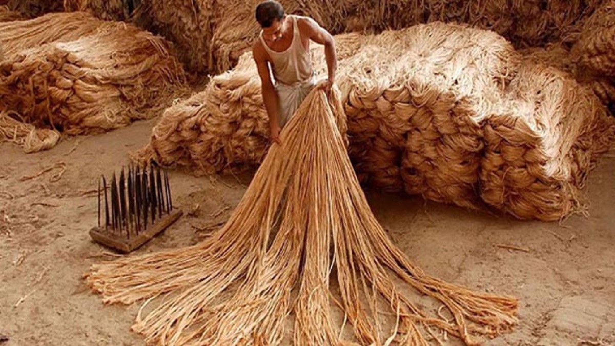 আমদানি নির্ভরতা কমাতে ফরিদপুরে স্থানীয় পর্যায়ে উৎপাদিত হচ্ছে পাটবীজ