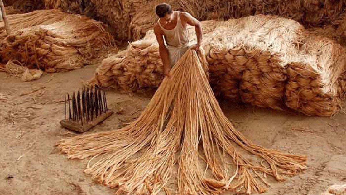 জাতীয় পাট দিবস আজ, পুরস্কার দেয়া হবে ১১ ব্যক্তি-প্রতিষ্ঠানকে