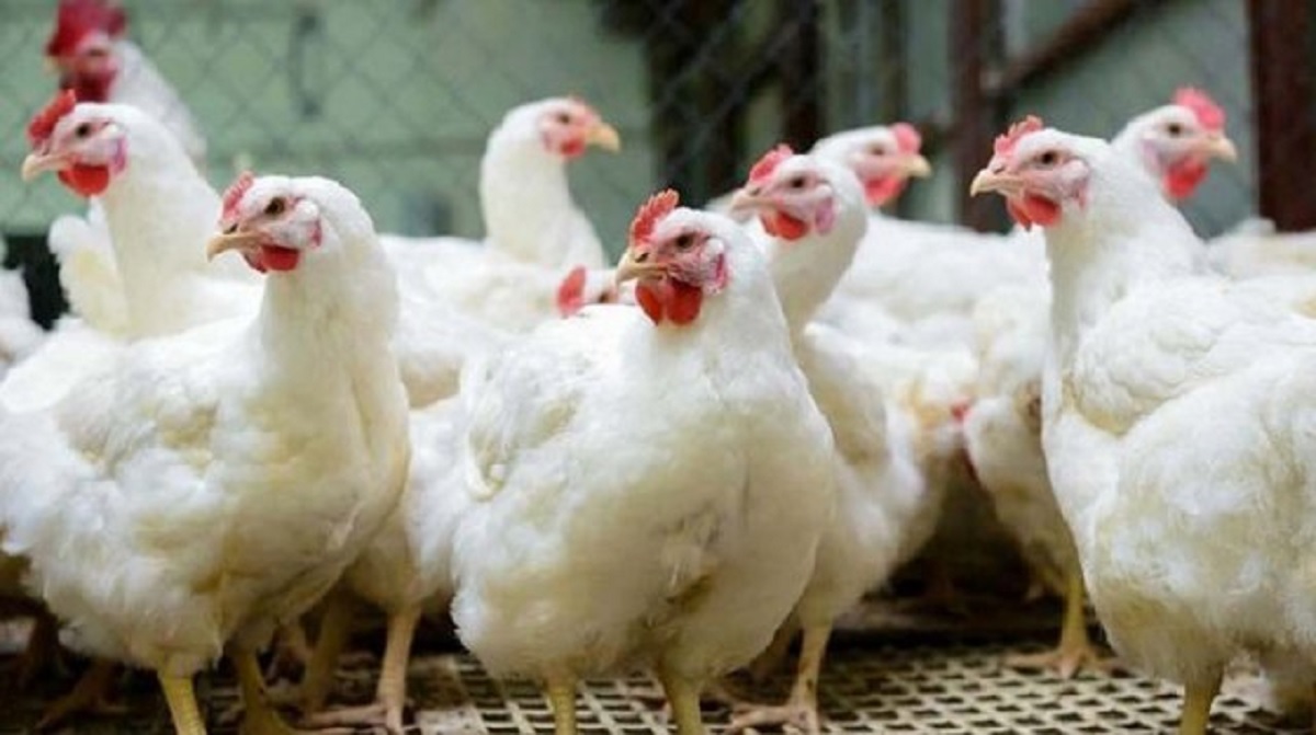 ব্রয়লার মুরগি কেজিতে ১০০ টাকা পর্যন্ত কমার খবরে স্বস্তিতে ভোক্তারা