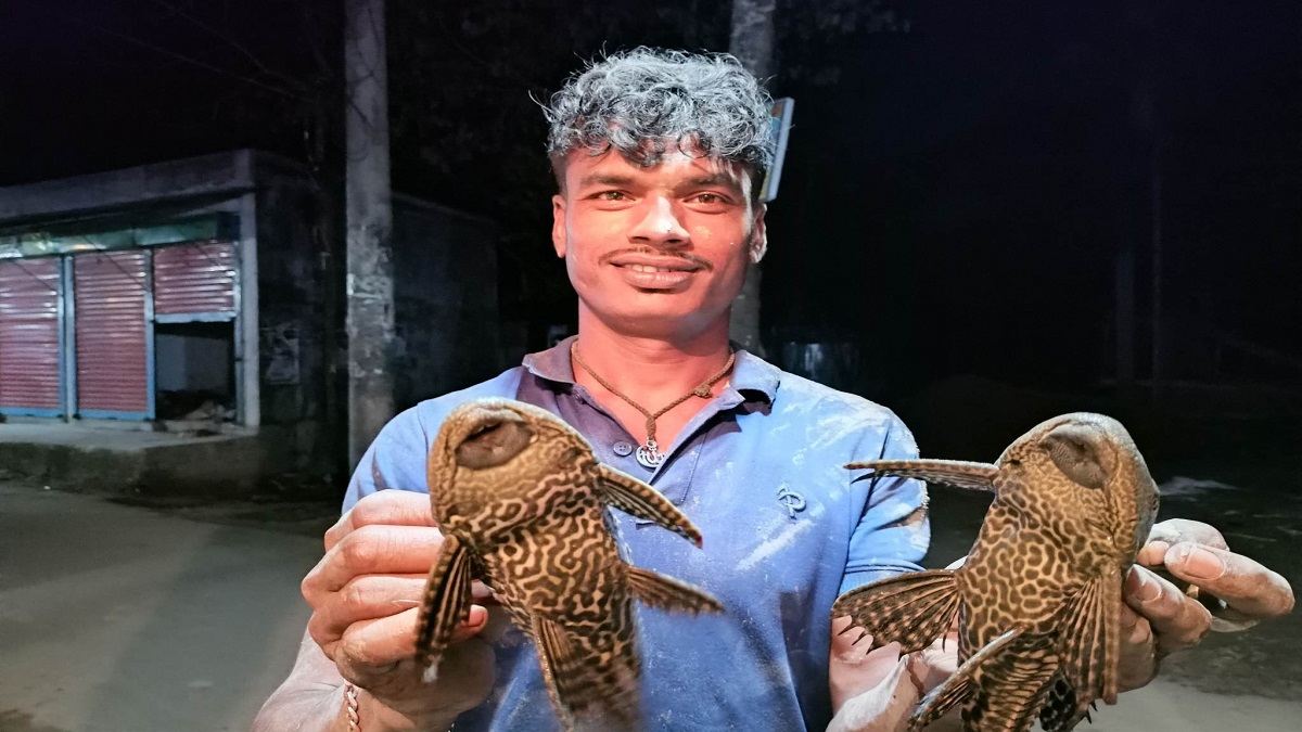 ভোলায় পুকুরে মিললো ২টি ‘ভয়ংকর’ সাকার ফিশ