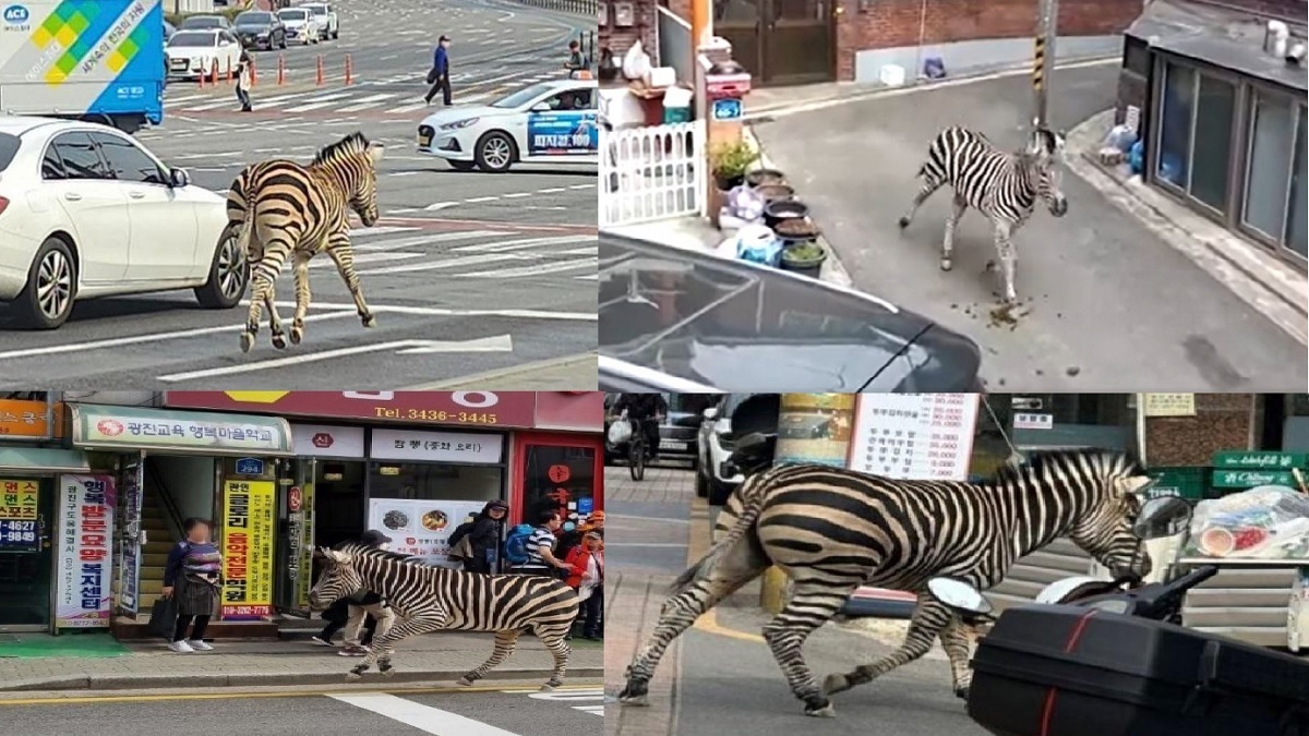 সিউলে পলাতক জেব্রাকে নিয়ে তুলকালাম