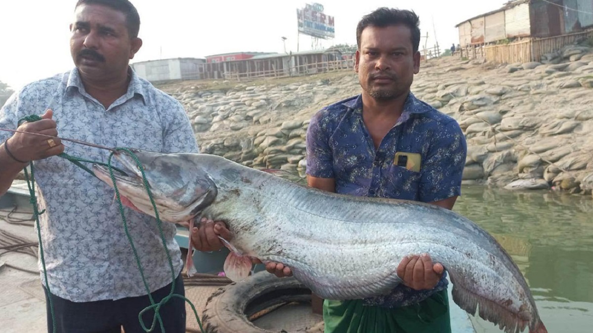 পদ্মায় ধরা পড়লো বিশাল আকৃতির বোয়াল, দাম ৪৬ হাজার