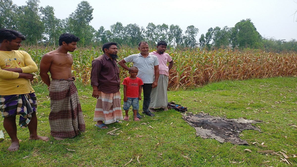 লালমনিরহাটে বিএনপি নেতার গরু চুরি ও জবাই করে মাংস নিয়ে গেছে দুর্বৃত্তরা