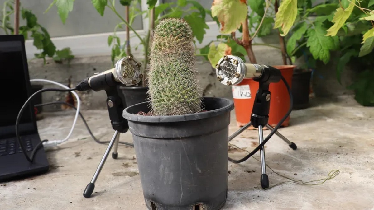 কথা বলতে পারে গাছ, ইসরায়েলি বিজ্ঞানীদের দাবি