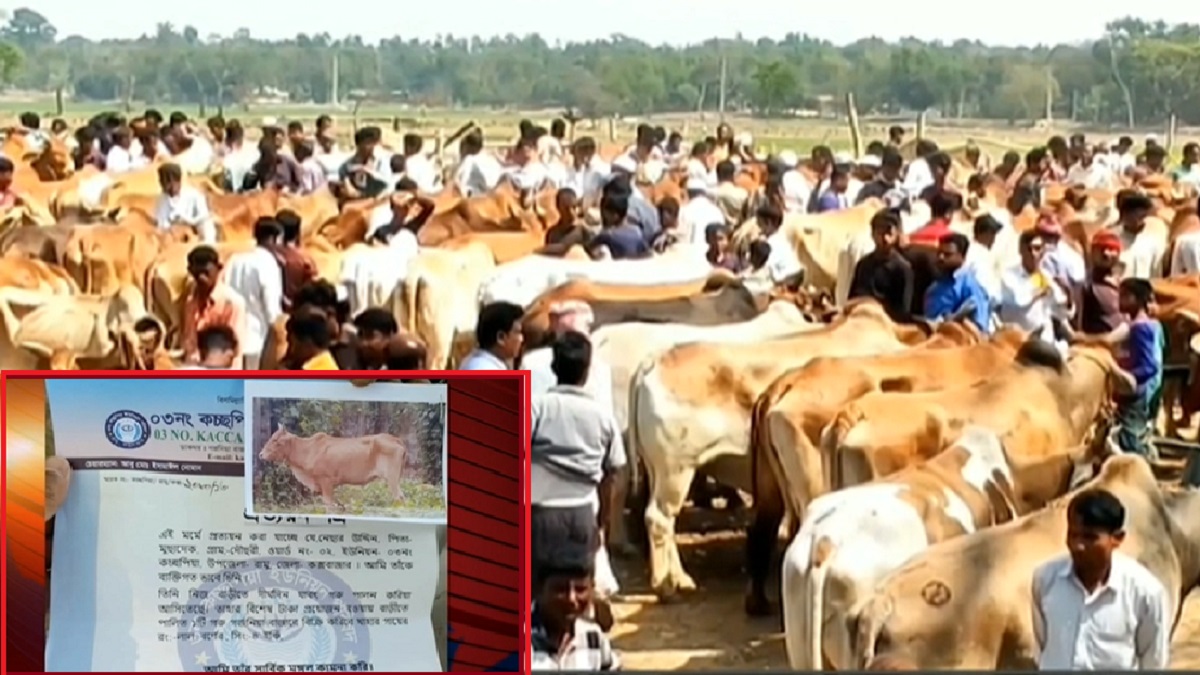 কক্সবাজারে গরুর জন্যও লাগছে প্রত্যয়নপত্র