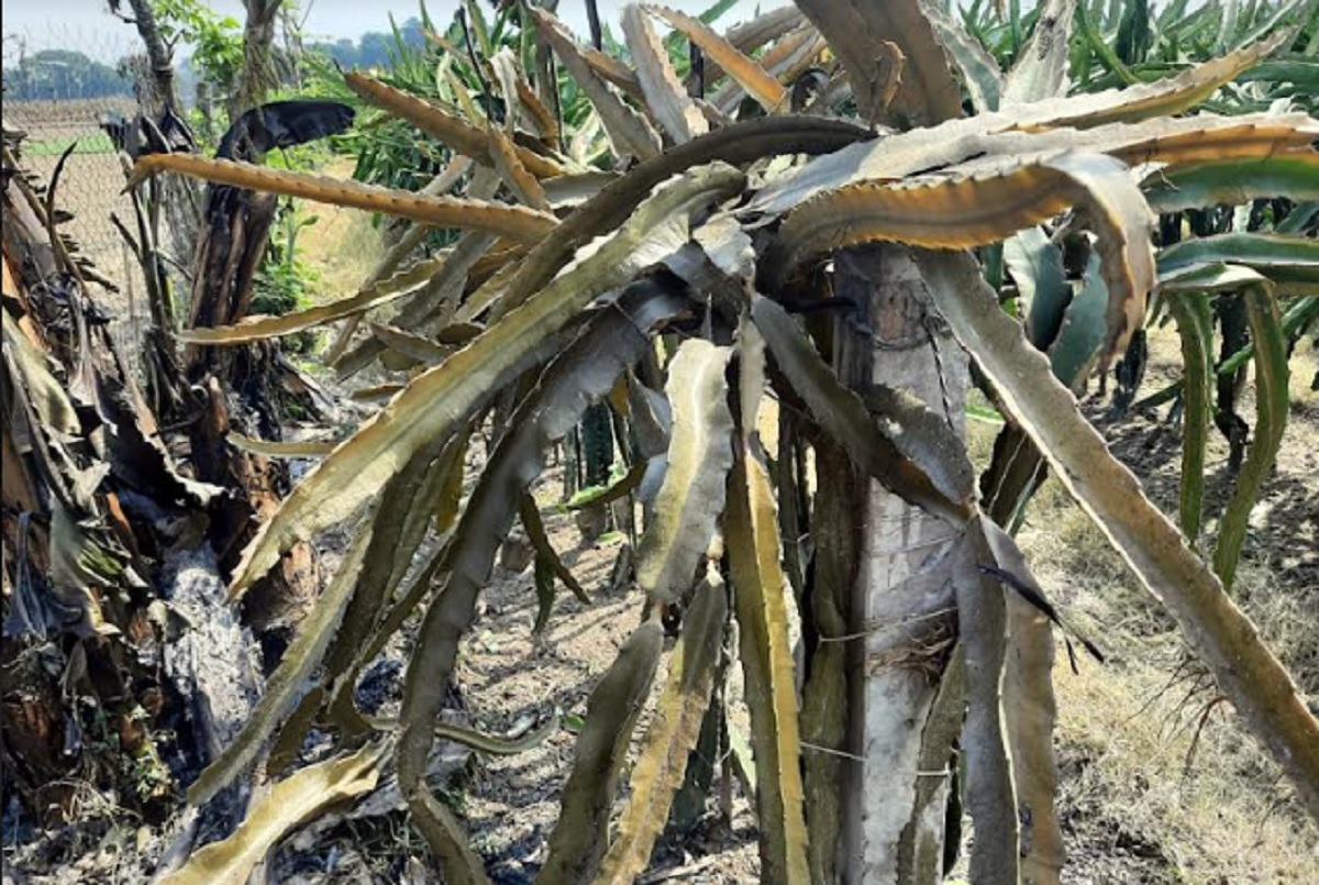 ফসলের সাথে শত্রুতা!