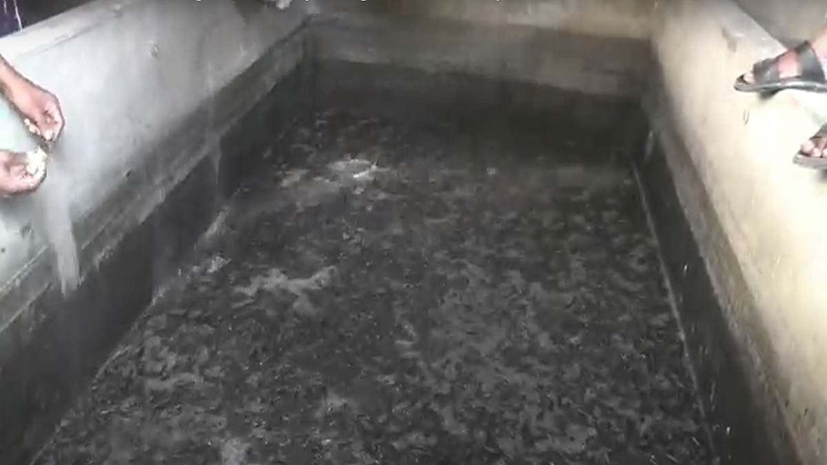 যশোরে বিপুল পরিমাণ আফ্রিকান মাগুর মাছ ধ্বংস