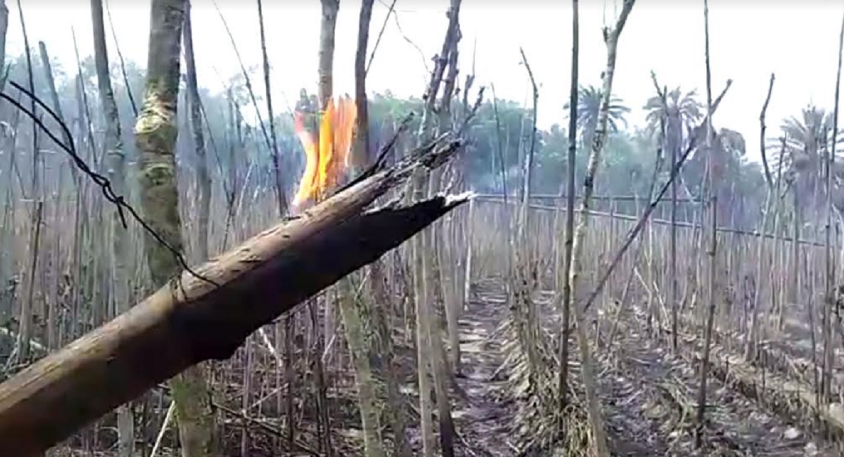 ঝিনাইদহে ভয়াবহ আগুনে ২৫ বিঘা পানের বরজ ভস্মীভূত