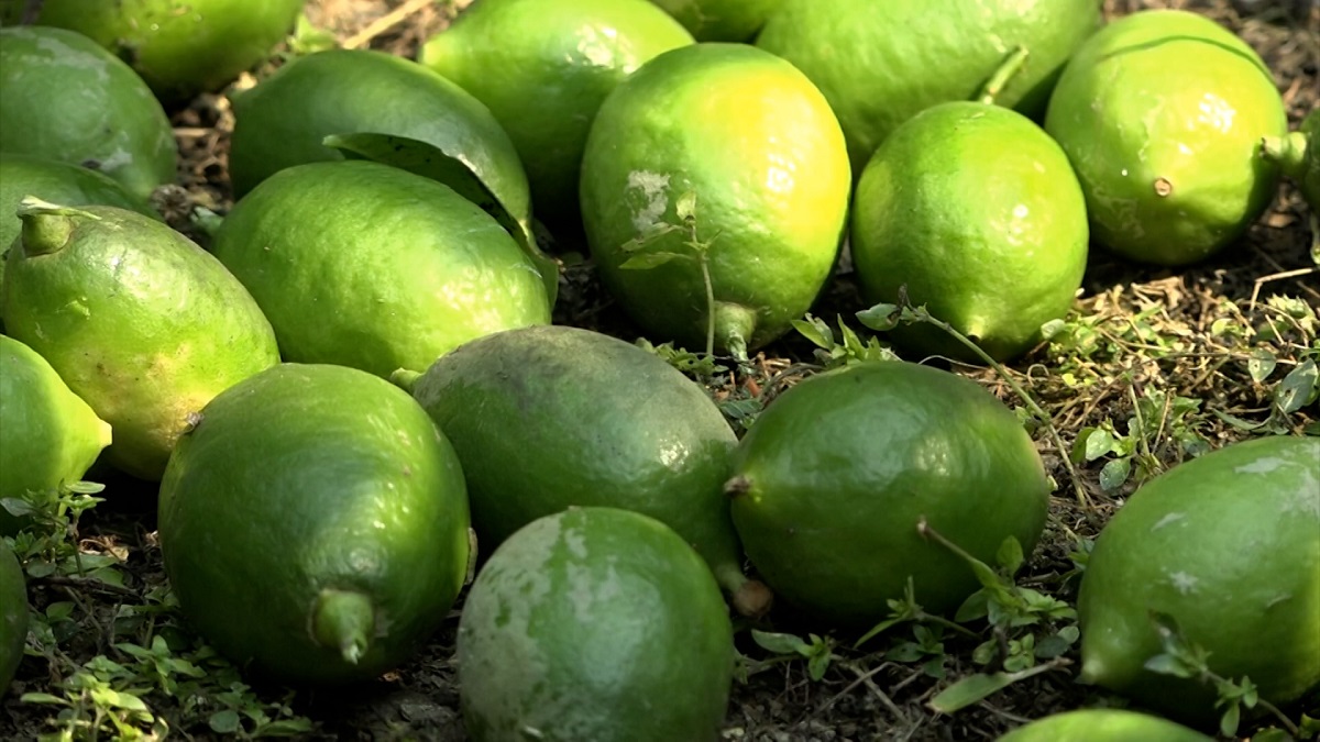 নাটোরে রমজানকে ঘিরে লেবুর বাজারে জমজমাট বিকিকিনি