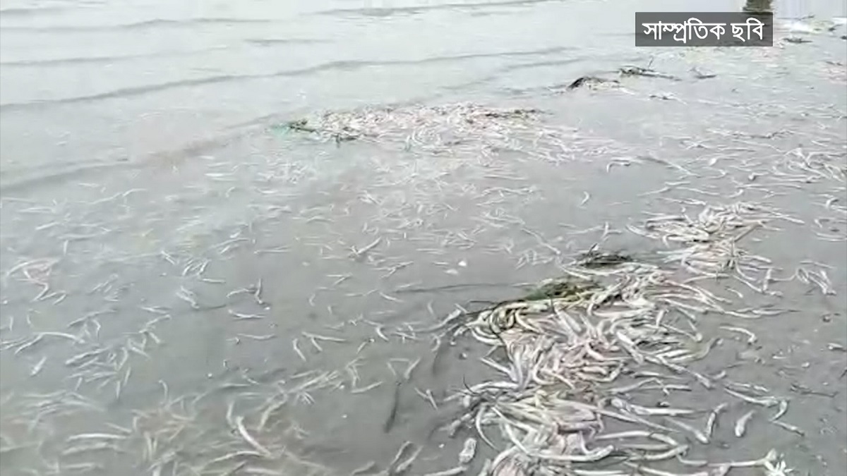 চাঁদপুরে মেঘনা নদীর পানি দূষণে ভেসে উঠেছে দেশীয় মাছ