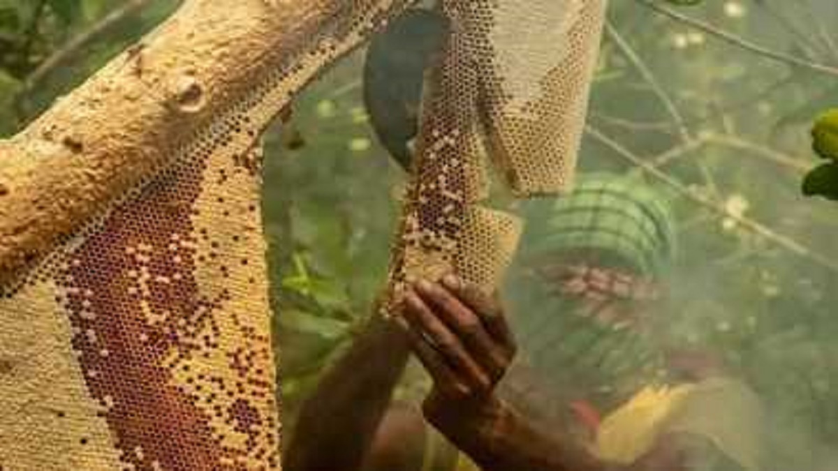 সুন্দরবনে মৌয়ালদের ভোগান্তি; দালাল ছাড়া পারমিট না পাওয়ার অভিযোগ