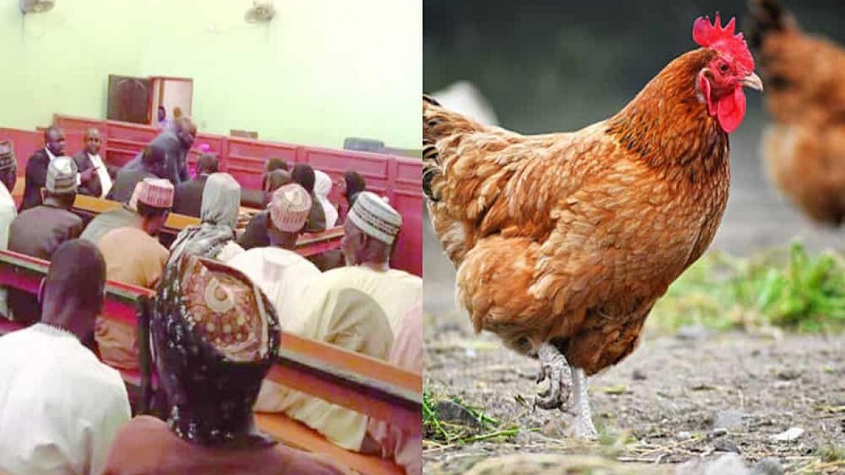 কর্কশ ডাকের জন্য মোরগকে জবাইয়ের নির্দেশ দিলো নাইজেরিয়ার আদালত
