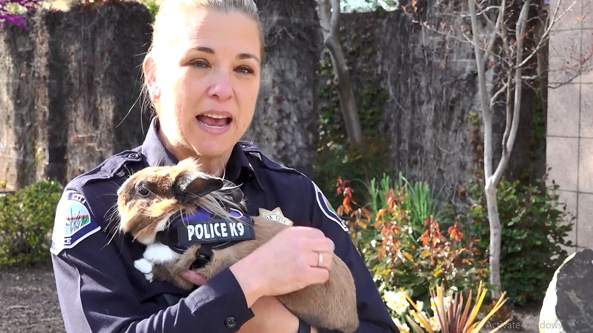 যুক্তরাষ্ট্রে পুলিশে চাকরি পেলো খরগোশ! হলো পদোন্নতিও