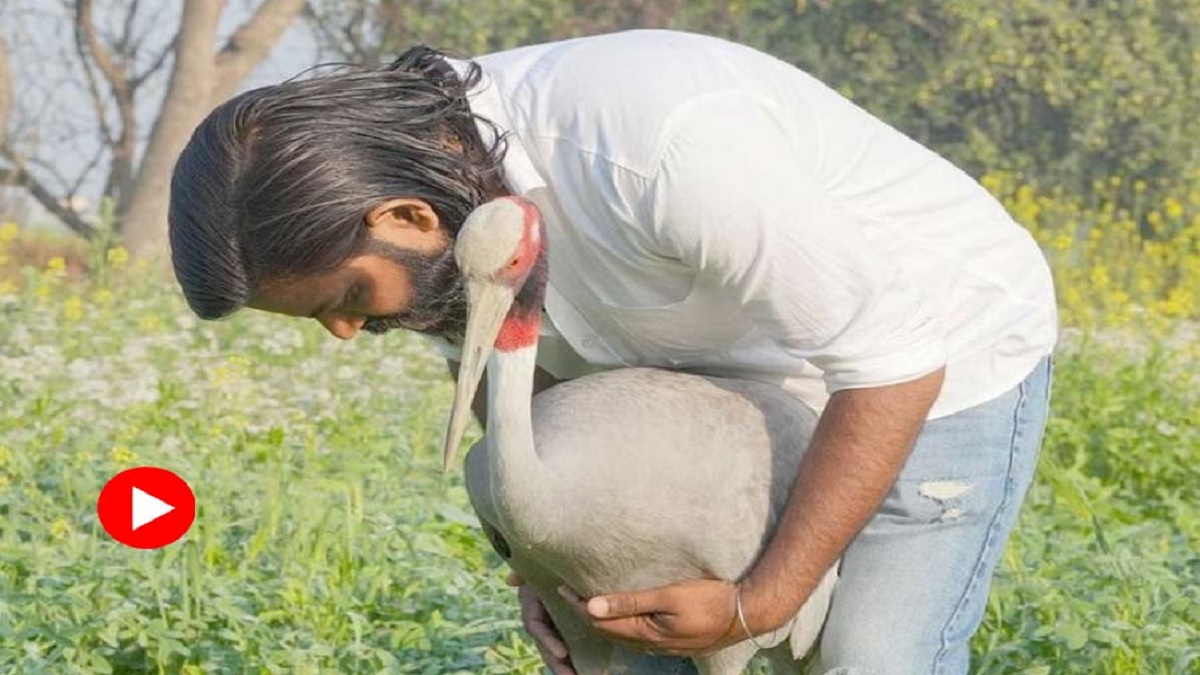 কেড়ে নিয়ে যাওয়ায় খাওয়া দাওয়া ছেড়ে দেয় সারস, মান ভাঙাতে ডাকা হলো বন্ধু আরিফকে