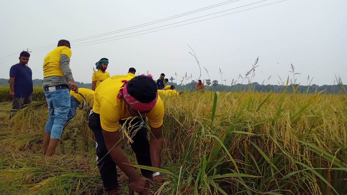 সাতক্ষীরায় কৃষকের ধান কেটে দিলো ছাত্রলীগ