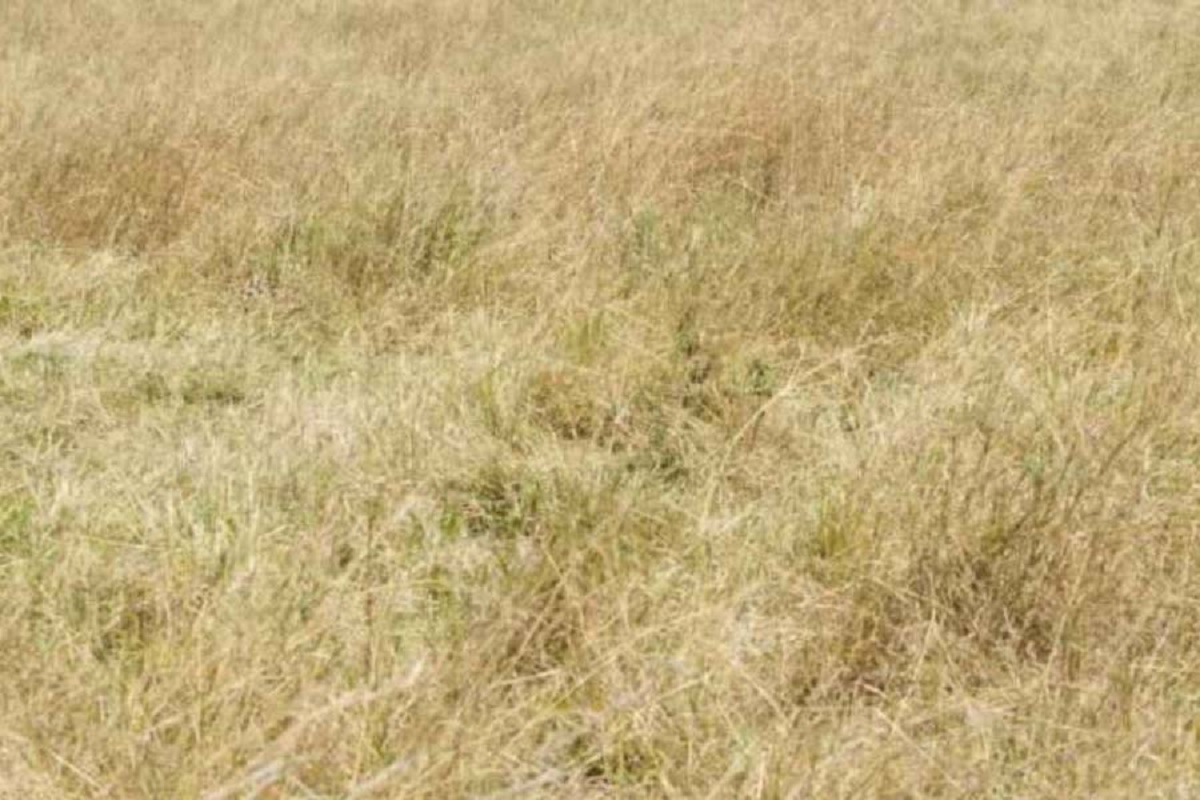 ঘাসের মধ্যে লুকিয়ে চিতাবাঘ, খুঁজে বের করার চ্যালেঞ্জ নিন