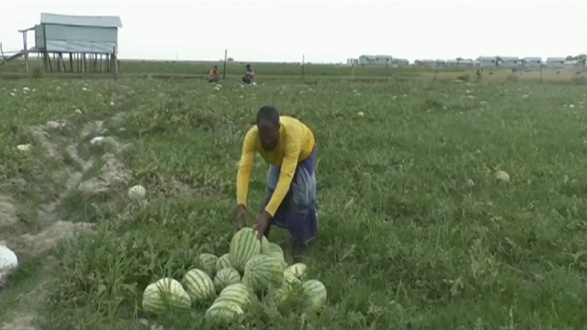 ভোলায় তরমুজের বাম্পার ফলন