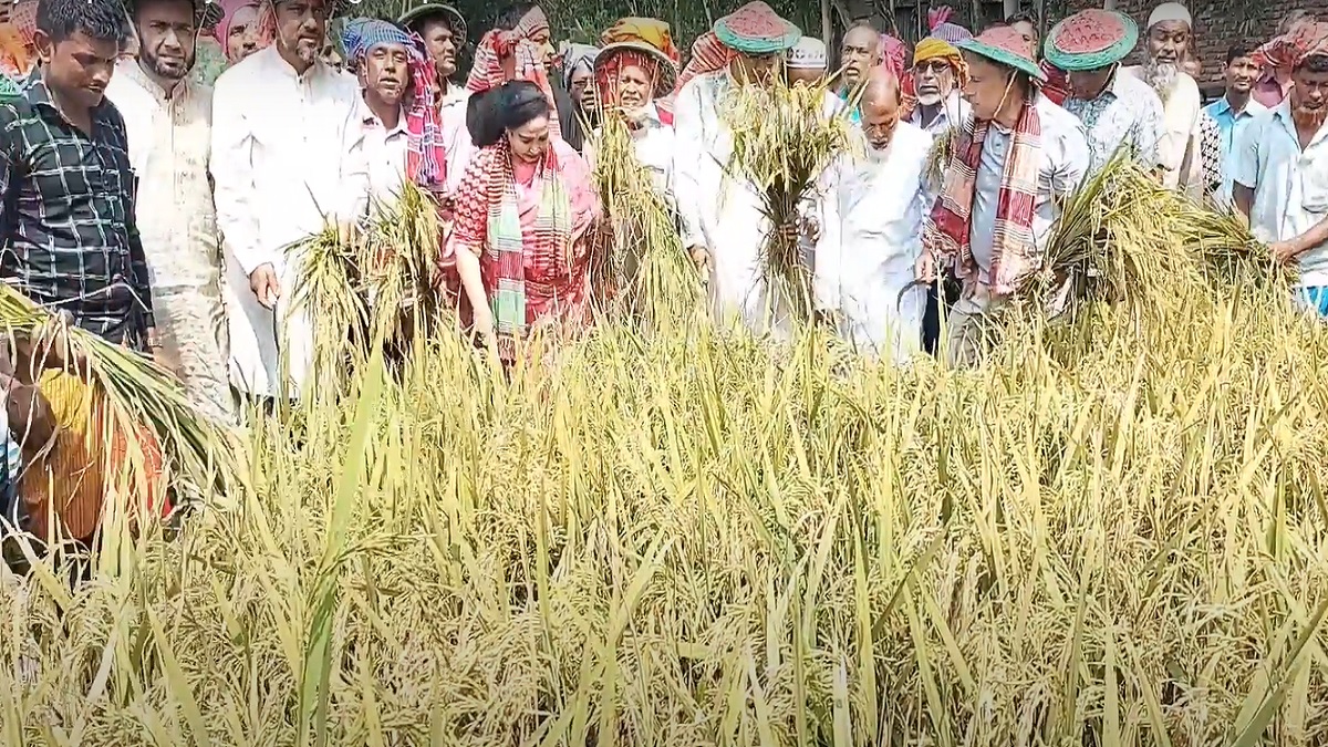 জামালপুরে কৃষকের ধান কেটে দিলেন ধর্ম প্রতিমন্ত্রী