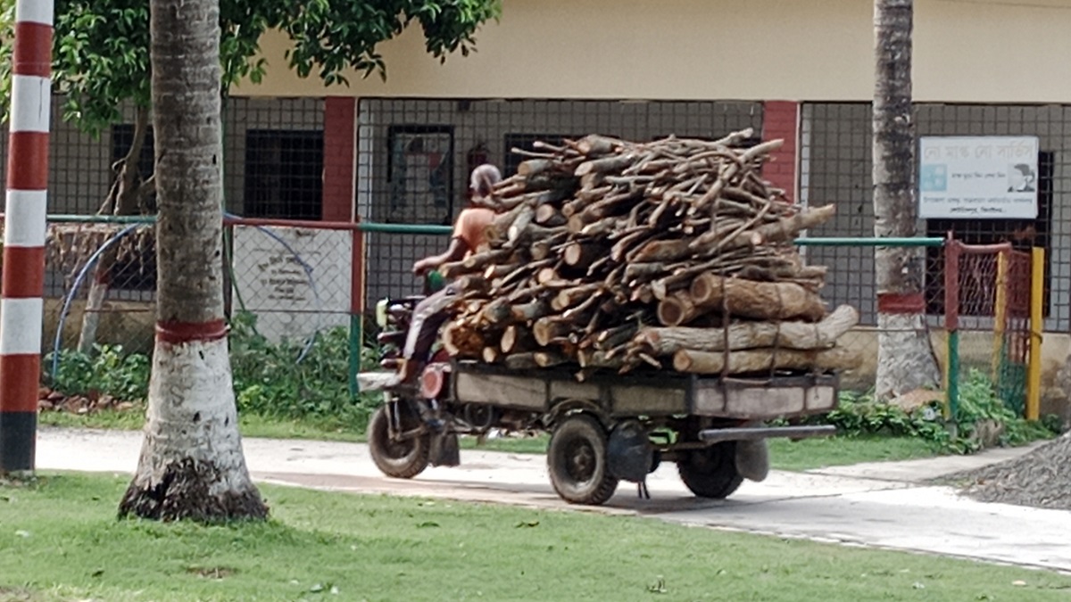 কোটচাঁদপুর উপজেলা চেয়ারম্যানের বিরুদ্ধে সরকারি গাছ পাচারের অভিযোগ