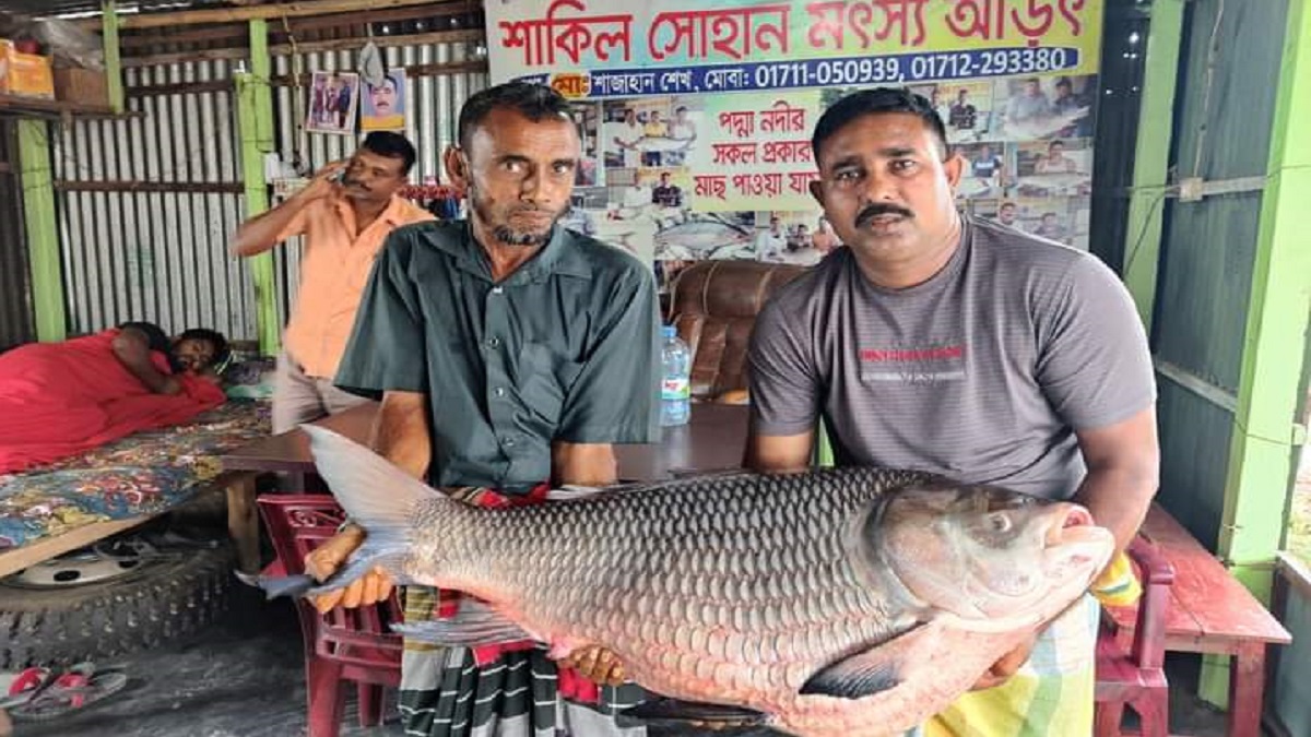 পদ্মার এক কাতল বিক্রি হলো অর্ধলক্ষ টাকায়!