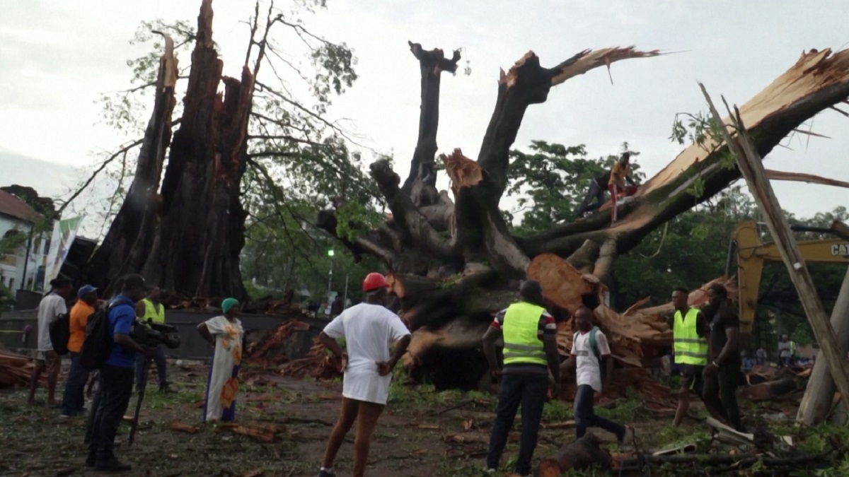 ঝড়ে ভেঙে পড়লো একটি গাছ, মর্মাহত পুরো জাতি!