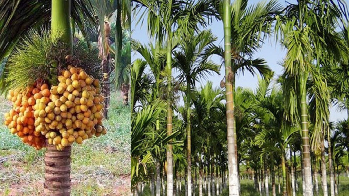 পঞ্চগড়ে জমে উঠেছে সুপারির বাজার, বিক্রি হচ্ছে দেশের বিভিন্ন জেলায়