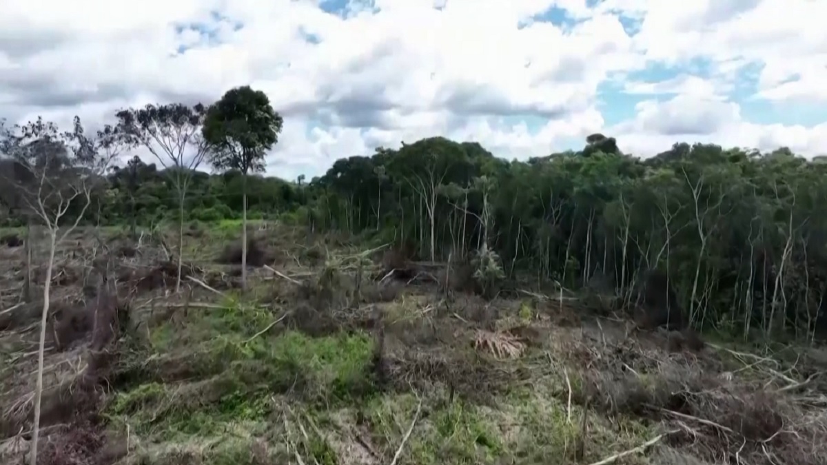 বিমান বিধ্বস্ত হওয়ার আড়াই সপ্তাহ পর অ্যামাজনের জঙ্গলে জীবিত উদ্ধার চার শিশু