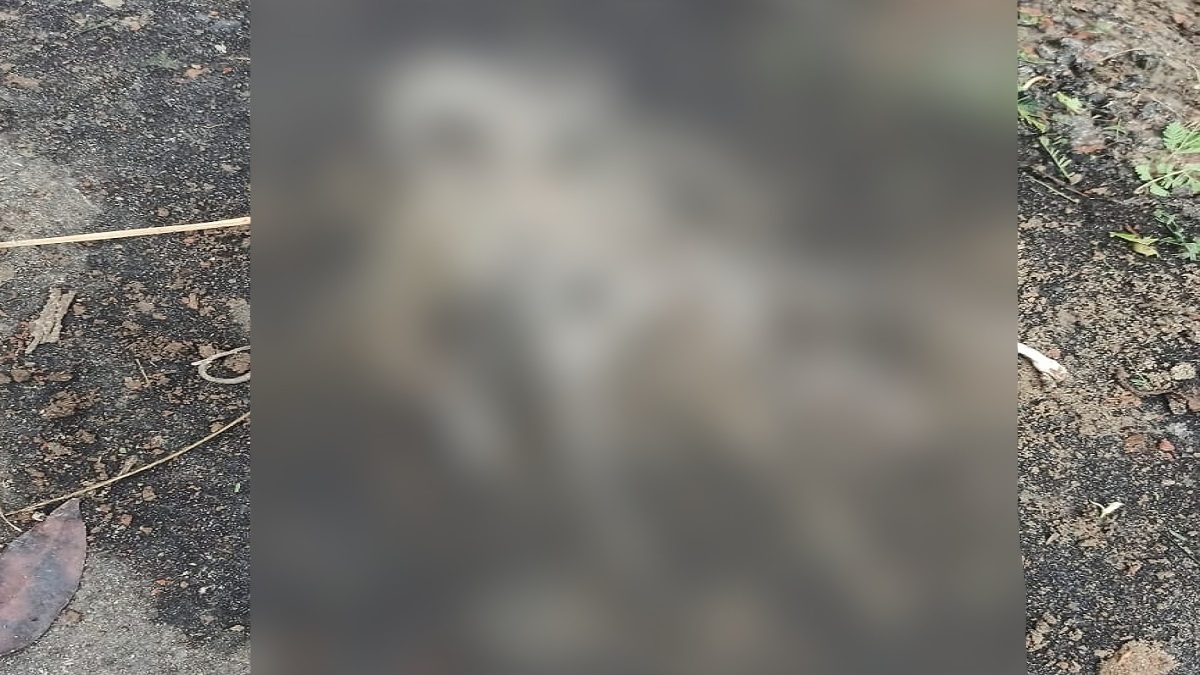 ৩২টি বাচ্চাসহ লোকালয়ে দেখা মিললো বিষধর রাসেল ভাইপারের